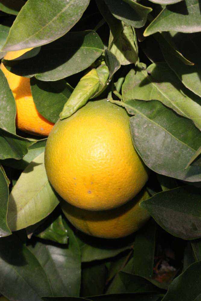              Fruit (Riverside, CA)       